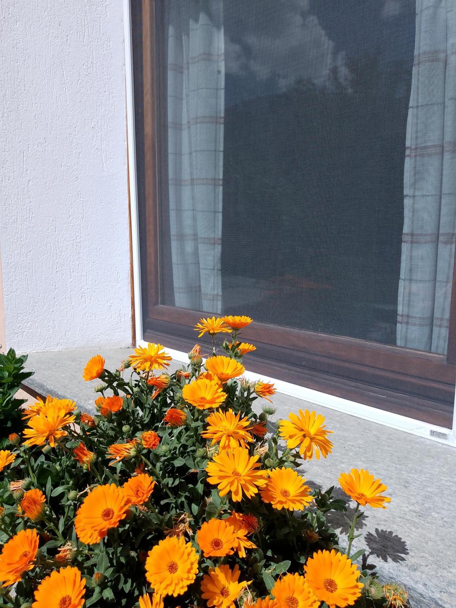 Il Pesco - Cir 0024 Daire Nus Dış mekan fotoğraf